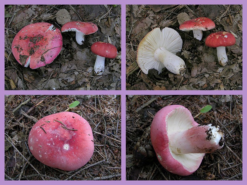 Qualche fungo...(seconda parte)